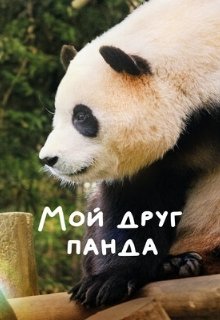 Мой друг панда